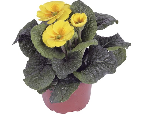 Gul primula i kruka