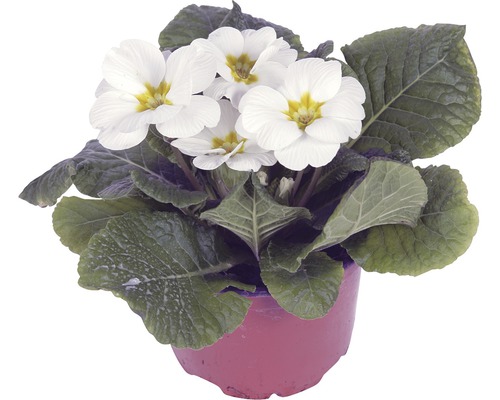 Vit primula i kruka