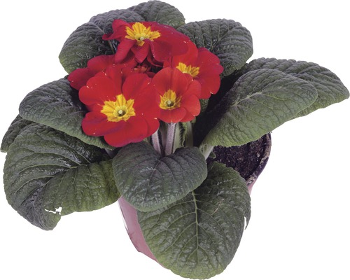 Krukväxt med röda blommor och gröna blad i krukan