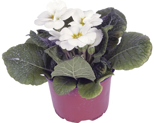Vit primula i kruka