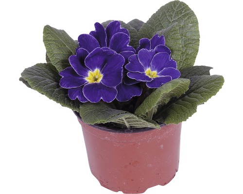 Primula i kruka med blå blommor och gröna blad