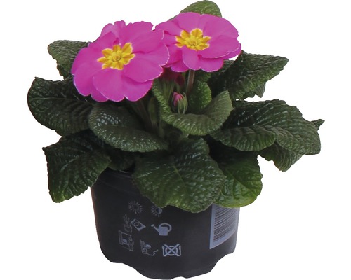 Primula i kruka med blomma