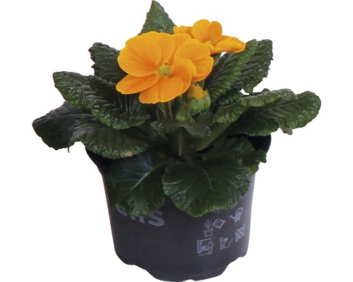 Gul primula i kruka