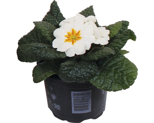 Vit Primula i kruka