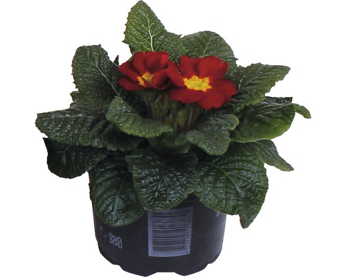 Primula i kruka med röda blommor