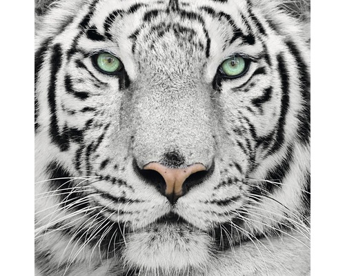 Glastavla Tiger 50x50cm