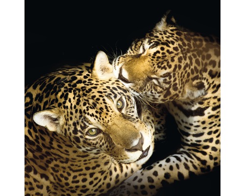 Glastavla Leoparder 50x50cm