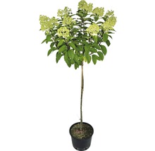 Vipphortensia Hydrangea paniculata Bobo 100-125cm Co 7,5L
