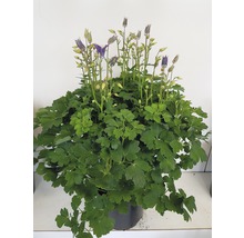 Fylld akleja i kruka med blommor och blad