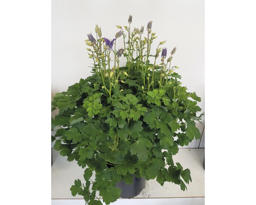 Fylld akleja i kruka med blommor och blad