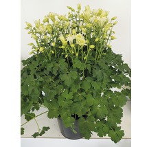 Akileja växt med ljusa blommor i kruka