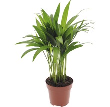 Chrysalidocarpus krukväxt i kruka