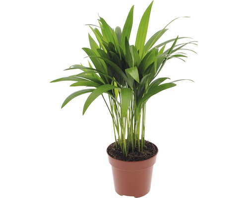 Chrysalidocarpus krukväxt i kruka