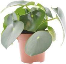 Pilea Peperomioides i kruka