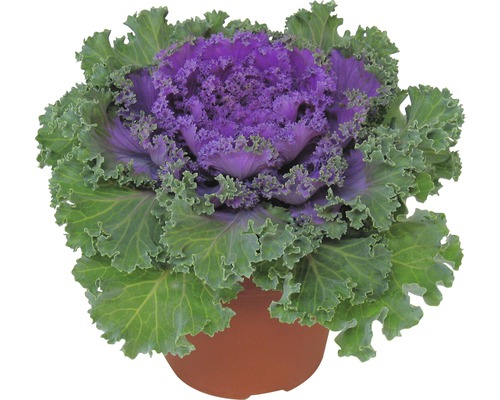 Prydnadskål FLORASELF Brassica x Hybride Ø12cm