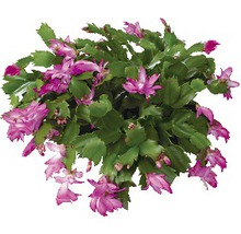 Blommande krukväxt julkaktus med gröna blad och rosa blommor