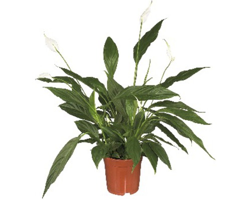 Fredskalla FLORASELF Spathiphyllum wallisii Sweet Sebastiano 100-110cm Ø24cm Fredskalla i kruka