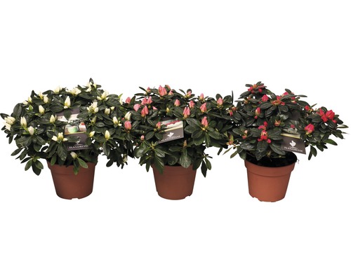 Tre azaleor i kruka med vita, rosa och röda blommor