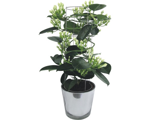 Doftjasmin i kruka med spaljé