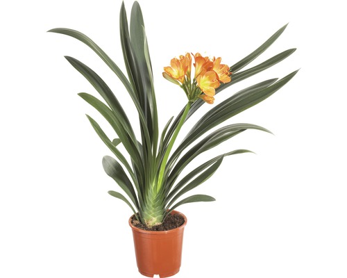 Clivia krukväxt inomhus