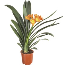 Clivia krukväxt i kruka med orange blommor