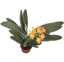 Clivia krukväxt med orange blommor i kruka