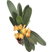 Clivia krukväxt i kruka