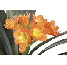 Clivia krukväxt med orange blommor och gröna blad