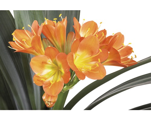Clivia krukväxt med orange blommor och gröna blad