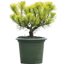 Gulgrön dvärgfuru i kruka