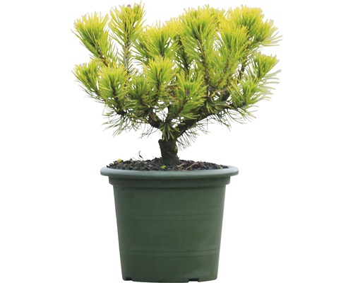Gulgrön dvärgfuru i kruka