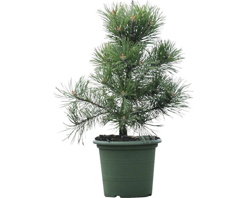 Bergtall BOTANICO Pinus mugo 'Gnom' 30-40cm Co 3L