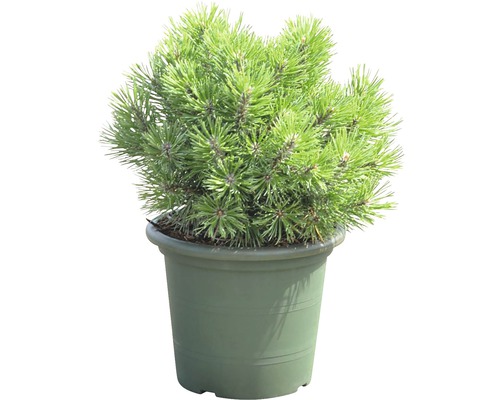 Bergtall BOTANICO Pinus mugo 'Mops' 20-25cm Co 3,7L