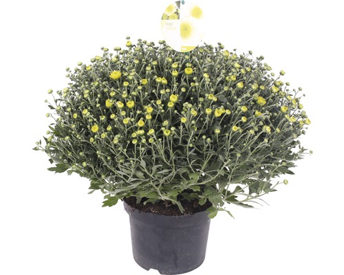 Krysantemum grön FLORASELF Chrysanthemum indicum x grandiflorum Primo Pistache Ø19cm Gul krysantemum i kruka