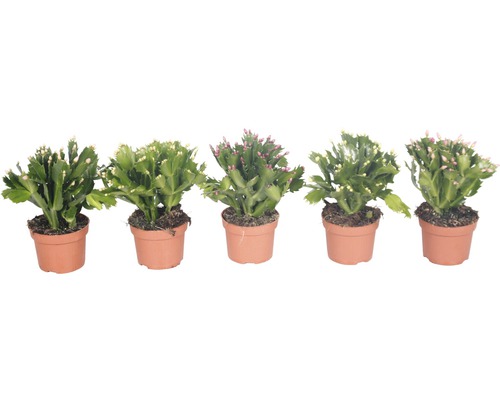 Fem julkaktusar i krukor
