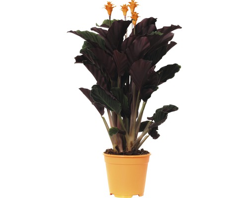 Inkakrona FLORASELF Calathea crocata Tassmania 45-50cm Ø14cm