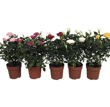 Ros FLORASELF Rosa 25-35cm Ø10,5cm sorterad