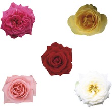Ros FLORASELF Rosa 25-35cm Ø10,5cm sorterad