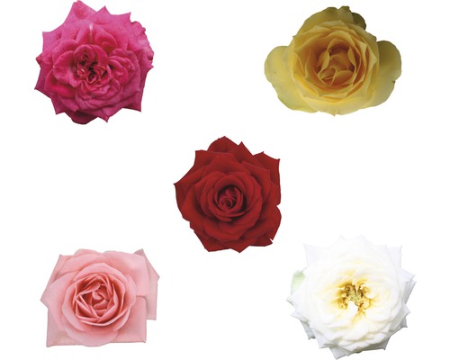 Fem rosenblommor i olika nyanser