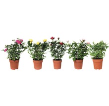 Ros FLORASELF Rosa 25-35cm Ø10,5cm sorterad