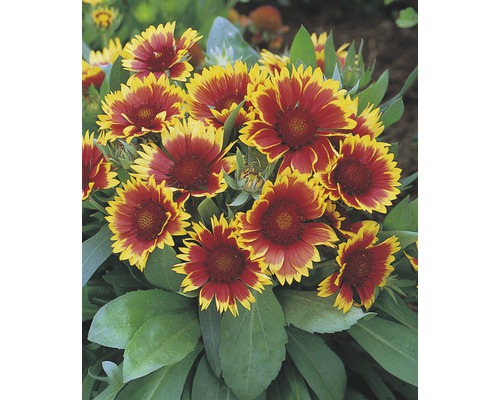 Kokardblomster FLORADSELF Gaillardia aristata Kobold Co 3L