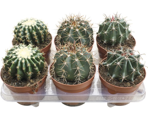 Kaktus FLORASELF 15-20cm Ø13cm i kruka sorterad
