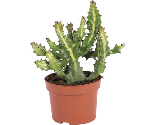 Euphorbia i kruka