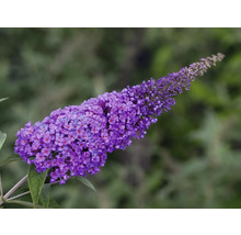 Blomställning av en Buddleja davidii-växt