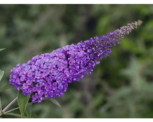Blomställning av en Buddleja davidii-växt