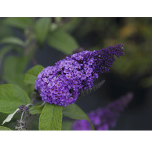 Närbild av en lila fjärilsbuskeblomma med gröna blad
