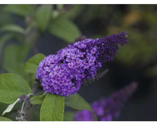 Närbild av en lila fjärilsbuskeblomma med gröna blad