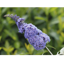 Fjärilsbuske med violetta blommor