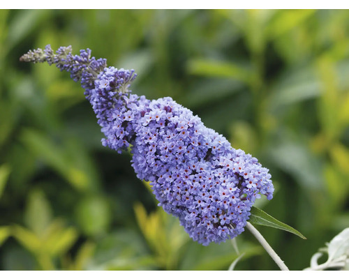 Syrenbuddleja mix Buddleja davidii 'Summer Kids® 40-60cm Co 5L tillfälligt sortiment Fjärilsbuske med violetta blommor