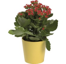 Kalanchoe växt med röda blommor i en kruka